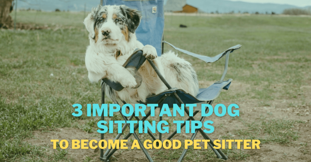3 Important Dog Sitting Tips to Become a Good Pet Sitter