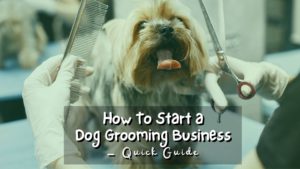 Are you a dog lover who has dreamed of owning your own business? Here's a quick guide on how to start your own dog grooming business!
