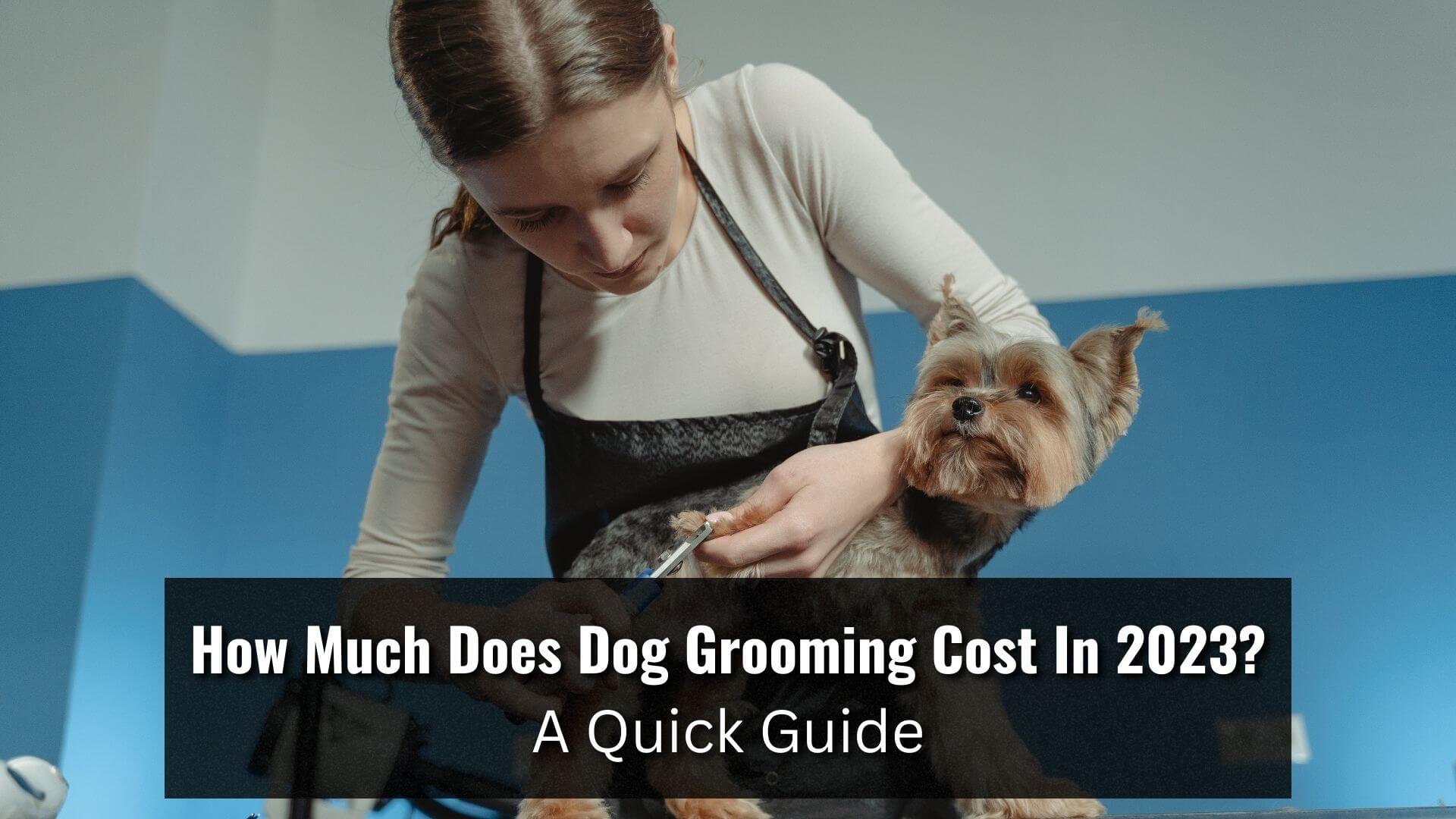 How Much Does It Cost To Have A Dog Groomed