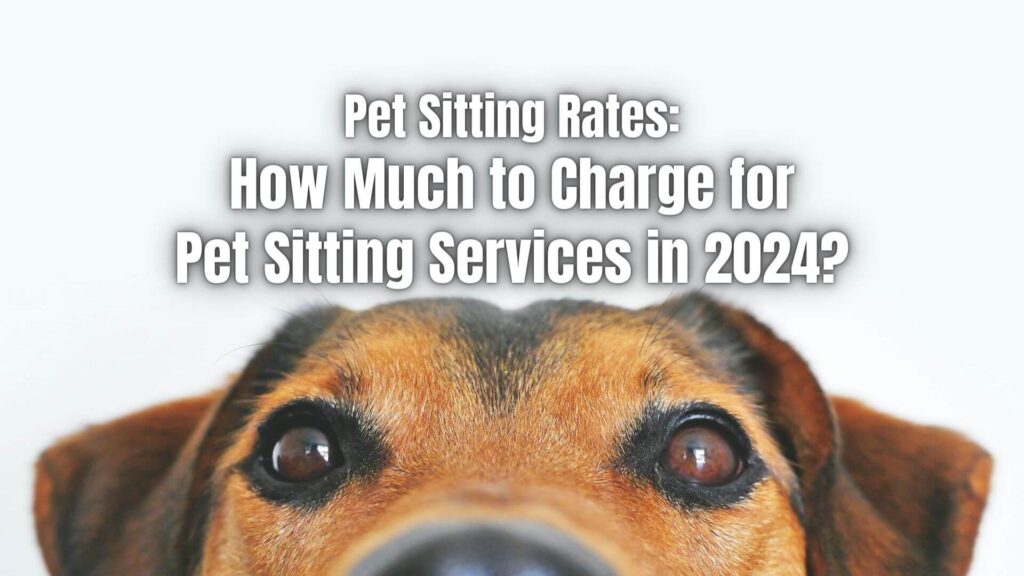 Do you want to start a pet-sitting business but don't know how much to charge? Here's how much pet sitters should charge for their services.