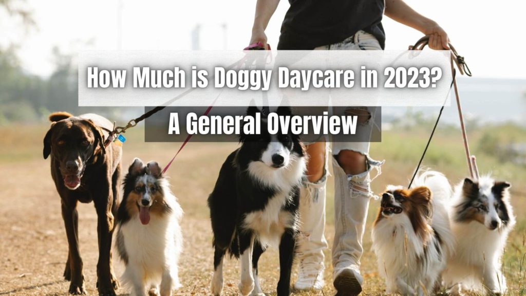 How much is doggy daycare in 2023? Here's an overview of the general costs for you to decide how you should charge for your services.